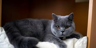 Penyebab Kucing Bersin
