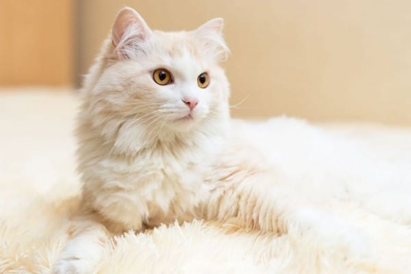Penyebab Kucing Muntah Darah