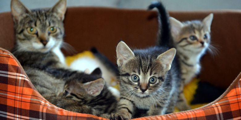 Inilah Manfaat Hewan Kucing Bagi Lingkungan dan Manusia