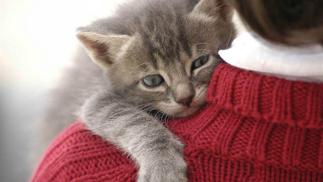 Yuk, Kenali Memelihara Kucing Manfaat Bagi Manusia