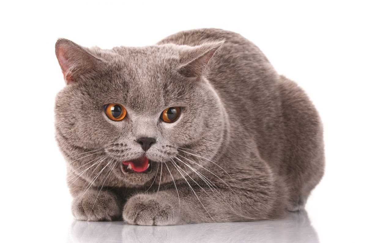 Penyebab Kucing Batuk dan Cara Mengobatinya