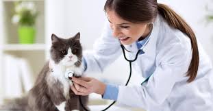 Biaya Pengobatan Kucing Praktek Mandiri