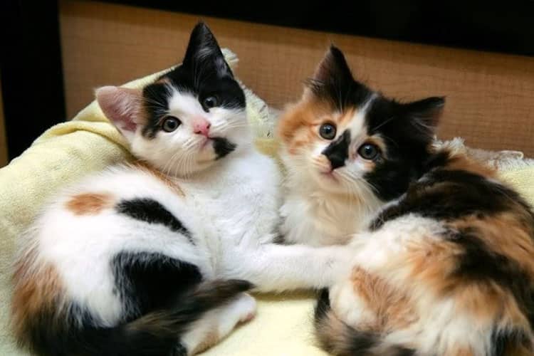Nama Kucing Kembar 3 Paling Bagus dan Unik