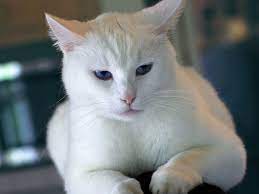 Kucing