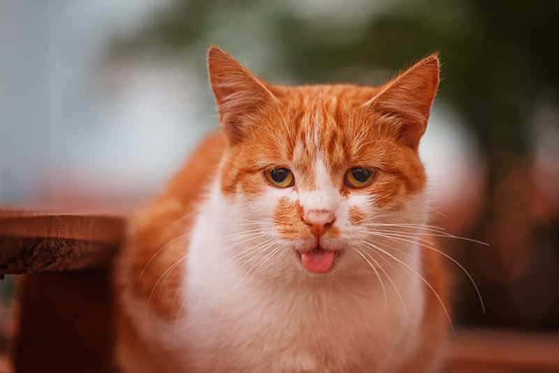 Penyebab Kucing Sesak Nafas dan Cara Mengatasinya