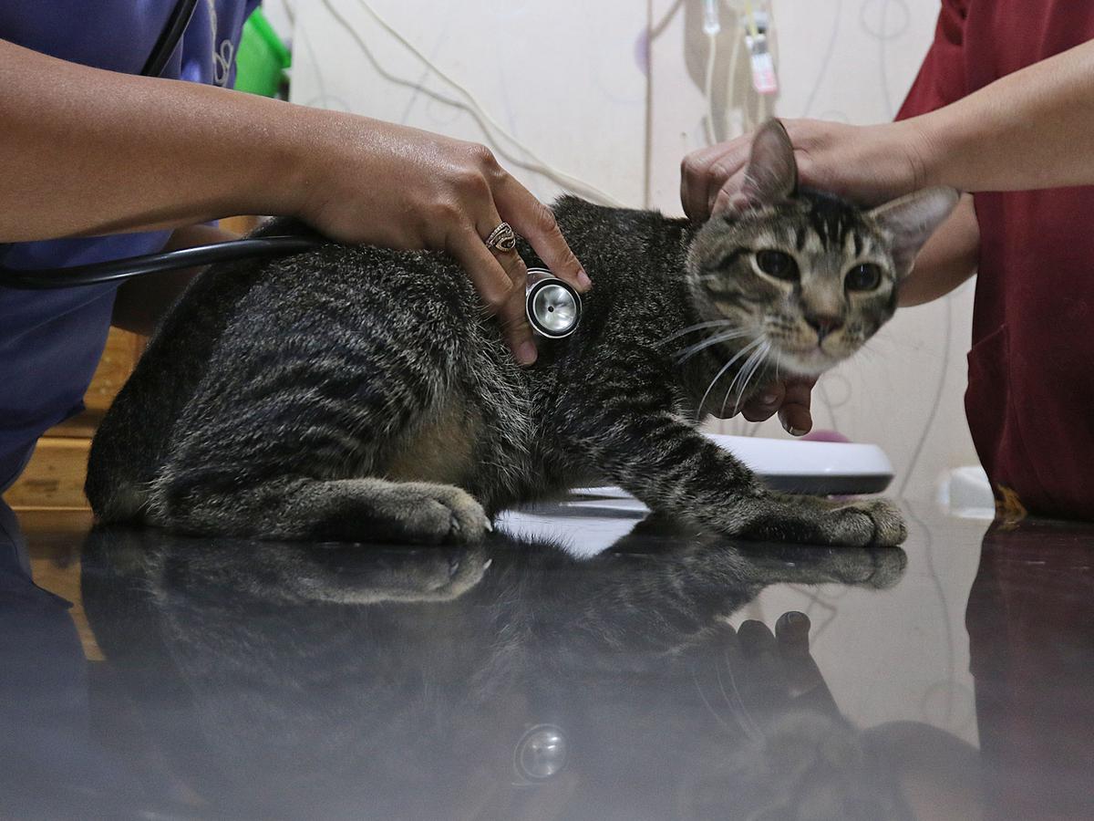 Prosedur Kebiri Kucing