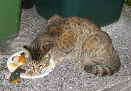 Akibat Kucing Makan Ikan Asin Secara Terus Menerus