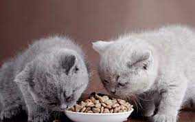 Bolehkah Kucing Makan Kacang Tanah Ini Jawabannya