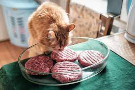 Bolehkan Kucing Makan Daging Ini Jawabannya