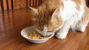 Cara Membuat Ayam Rebus Untuk Kucing Paling Mudah