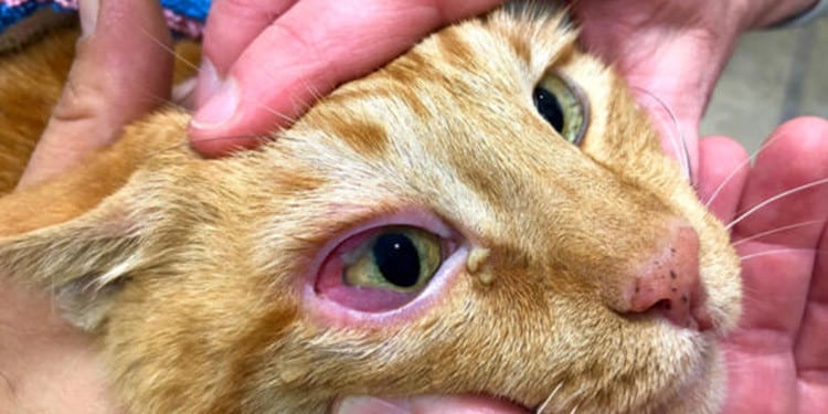 Cara Mengatasi Mata Kucing Merah dan Belekan
