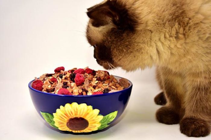 Inilah Daftar Makanan Kucing yang Mengandung Babi