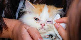 Kenapa Mata Kucing Merah dan Belekan Ini Penyebab dan Cara Mengatasinya