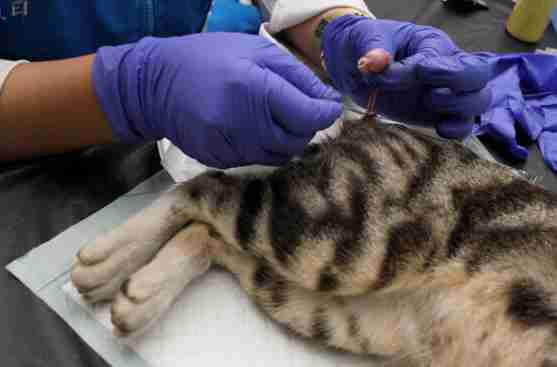 Manfaat Kebiri Kucing