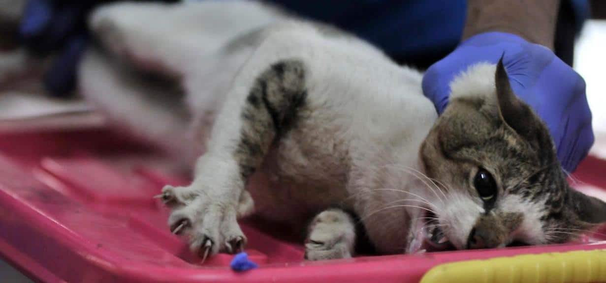 Prosedur Kebiri Kucing