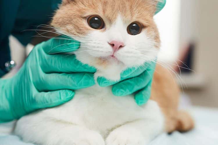 Prosedur Steril Kucing Jantan