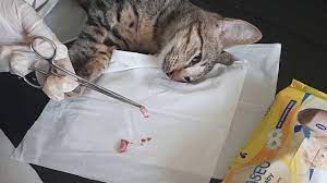 Tujuan Kebiri Kucing