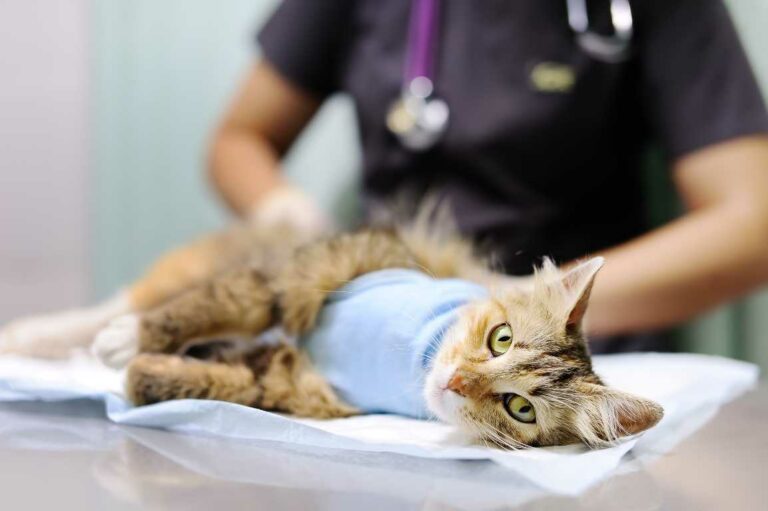 Waktu Steril Kucing Jantan