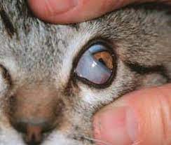 5 Penyebab Mata Kucing Tertutup Selaput Putih dan Berair