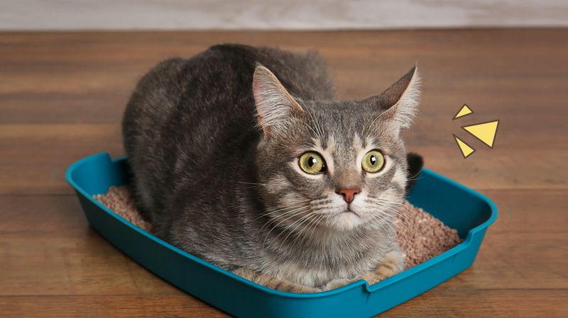 7 Ciri-Ciri Kucing Cacingan dan Cara Mengobatinya Secara Alami