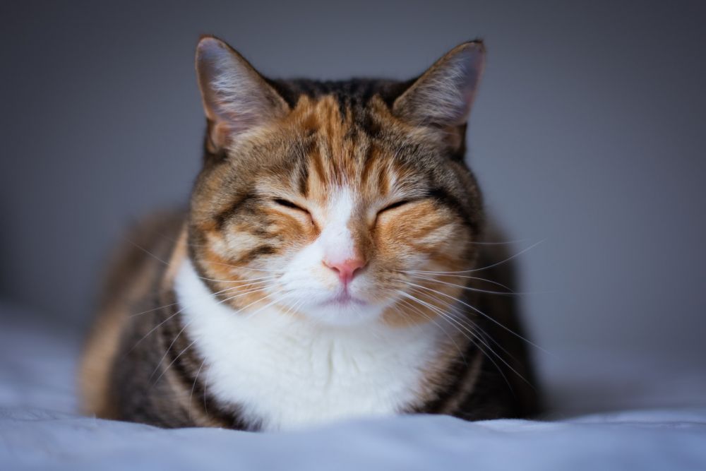 Alasan Kenapa Kucing Ngorok Saat Tidur
