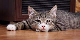 Cara Mengatasi Nafas Kucing Bunyi
