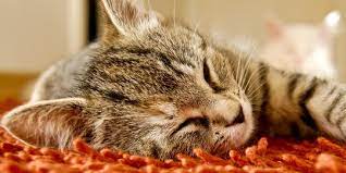 Kenapa Kucing Mendengkur Saat Tidur Ini Penjelasannya