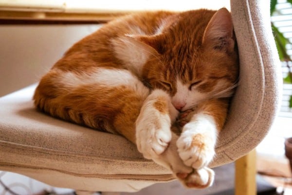 Kenapa Nafas Kucing Bunyi Ngik-Ngik Ini Penjelasannya