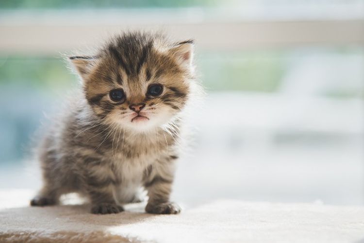 Umur Kitten