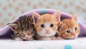 7 Manfaat Memelihara Kucing Dalam Islam Patut Diketahui