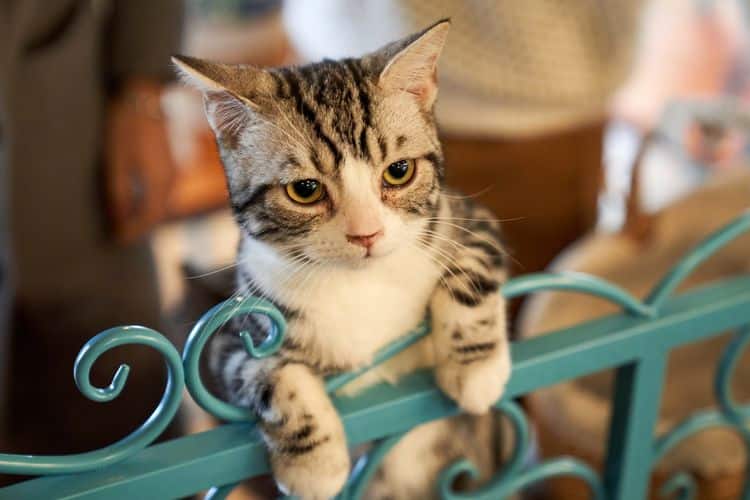 Arti Mimpi Kucing Hitam Masuk Rumah Menurut Islam, Primbon Jawa dan Psikologi
