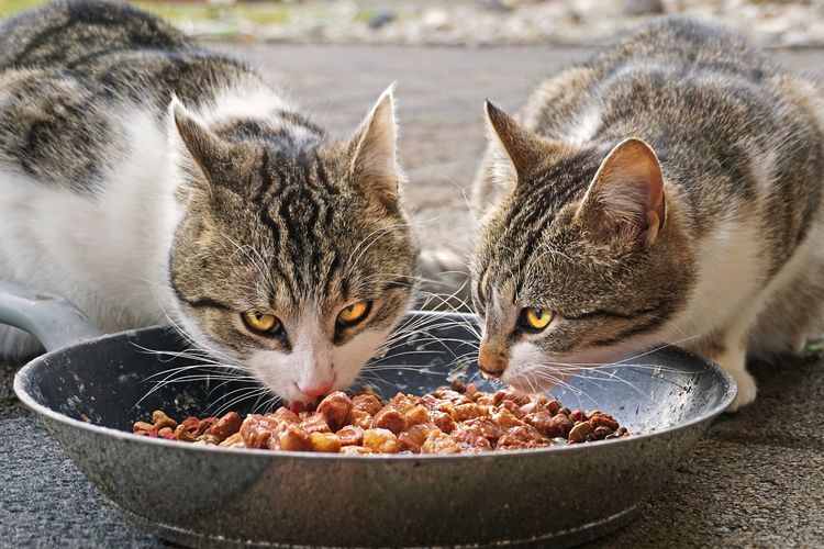 Berikan Mainan yang Disukai, 7 Cara Mengatasi Kucing Depresi Tidak Mau Makan atau Karena Pindah Pemilik