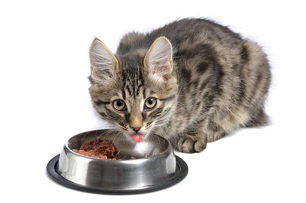 Cara Mengatasi Kucing Gamau Makan