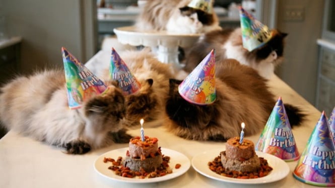 Hari Kucing Nasional Jatuh Pada Tanggal 29 Oktober 2023
