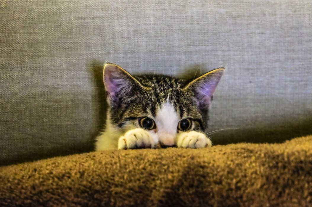 Hindari Perubahan Lingkungan Secara Mendadak, 7 Cara Mengatasi Kucing Depresi Tidak Mau Makan atau Karena Pindah Pemilik