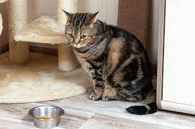 Kenapa Kucing Gamau Makan Ini Penyebab dan Cara Mengatasinya