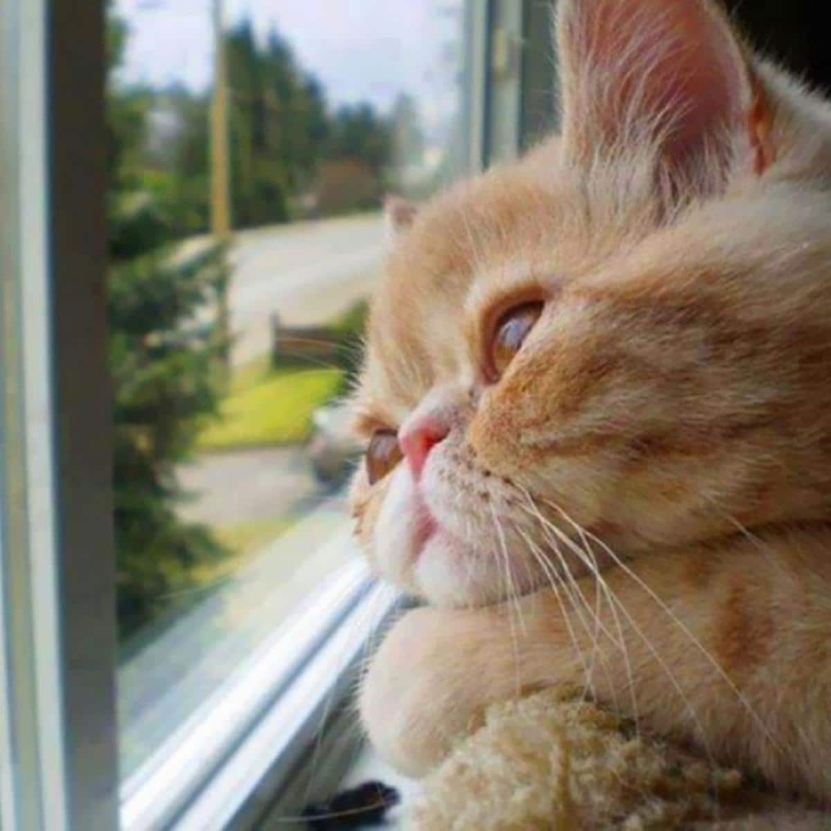 Kucing Depresi
