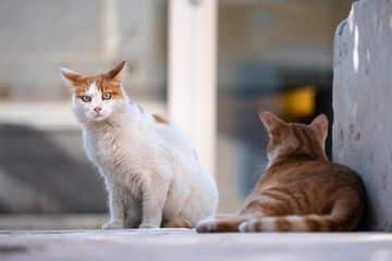 Kucing Hitam Masuk Rumah