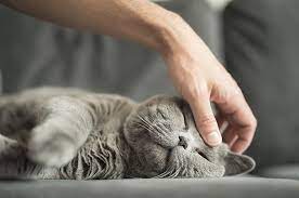 Kucing Mendengkur Artinya