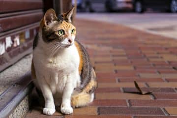 Mimpi Kucing Masuk Rumah Menurut Primbon Jawa