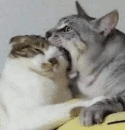 10 Gambar Kucing SAD Face Bikin Semua Orang Ikut Sedih – FaunaFella Blog