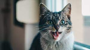 7 Arti Kucing Mengeong Terus Menurut Islam