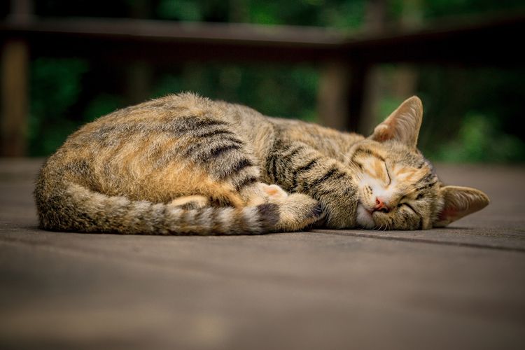 10 Penyebab Kucing Mati Mendadak Yang Harus Diketahui