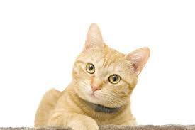 Cara Mengatasi Kucing Birahi