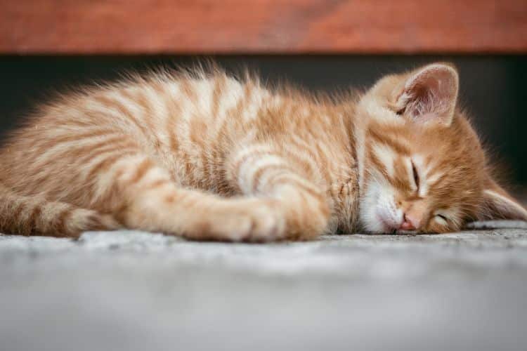 Cara Mengatasi Kucing Sekarat Mau Mati