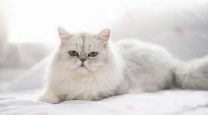 Ciri-Ciri Kucing Birahi