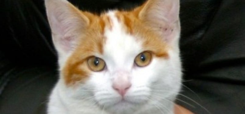 Hukum Memperjualbelikan Kucing
