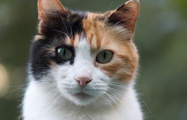 Melarang Jual Beli Kucing