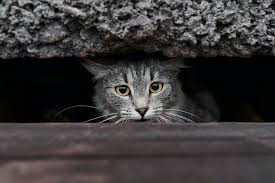 kucing nyiksa sendiri, Kucing Konyol Banget