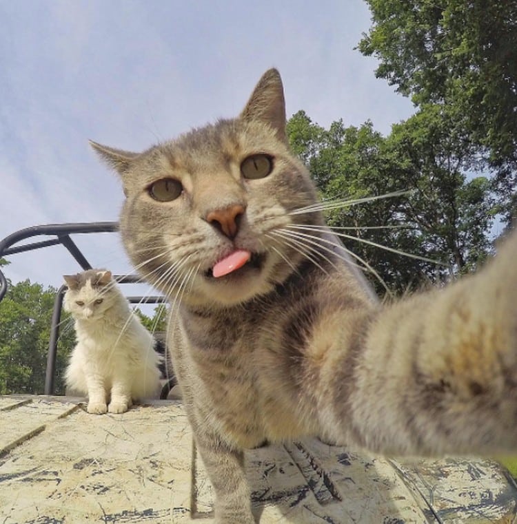 kucing selfi pakai kamera, Kucing Konyol Banget